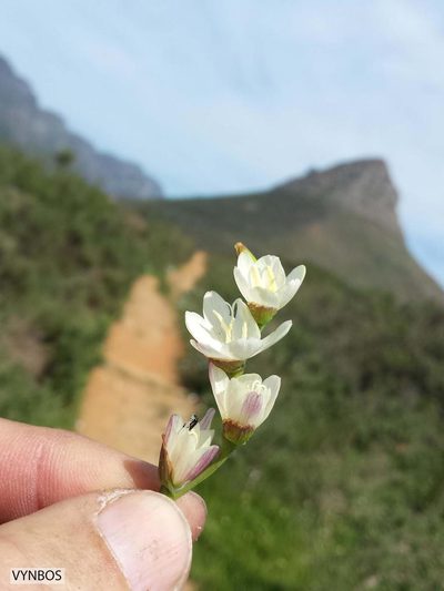 Geissorhiza inflexa, photographed by Chris Vynbos