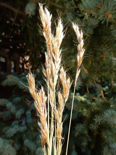 Helictochloa hookeri, photographed by Matt Lavin