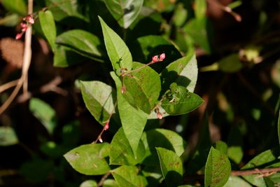Persicaria arifolia, photographed by Bonnie Semmling