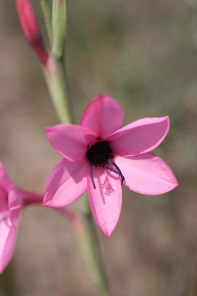 Watsonia strictiflora, photographed by Jacques van der Merwe