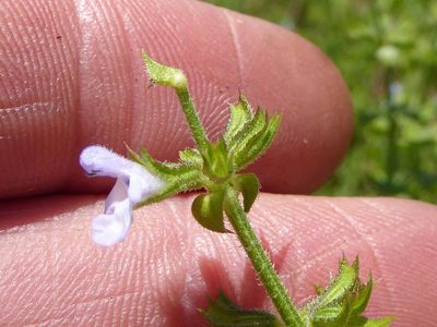 Salvia runcinata, photographed by Andrew Hankey
