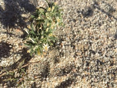 Loeseliastrum schottii, photographed by Melanie J. Davis