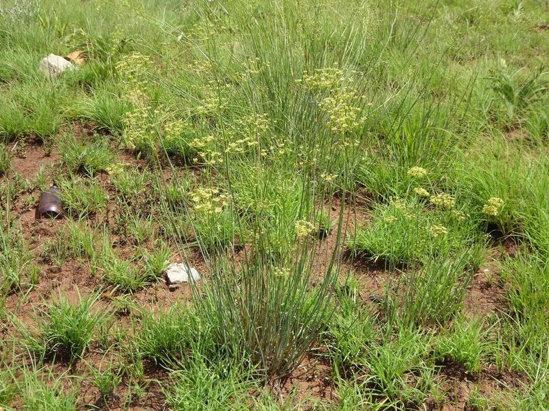 Deverra burchellii, photographed by Andrew Hankey