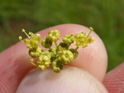 Deverra burchellii, photographed by Andrew Hankey
