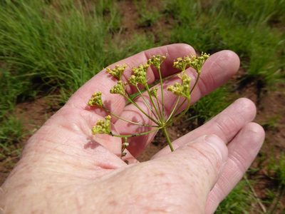 Deverra burchellii, photographed by Andrew Hankey