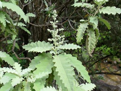 Buddleja glomerata, photographed by Di Turner