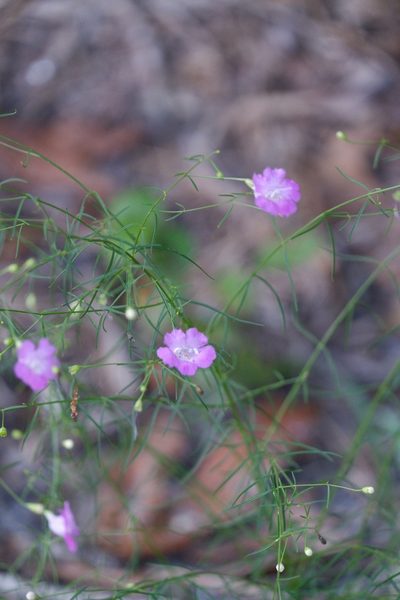 Agalinis setacea, photographed by Bonnie Semmling