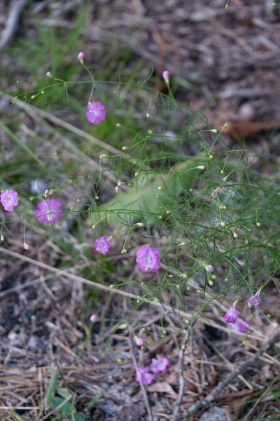 Agalinis setacea, photographed by Bonnie Semmling