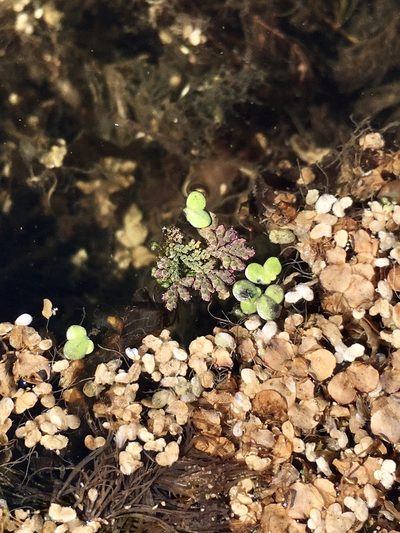 Azolla cristata, photographed by Rose Zappa