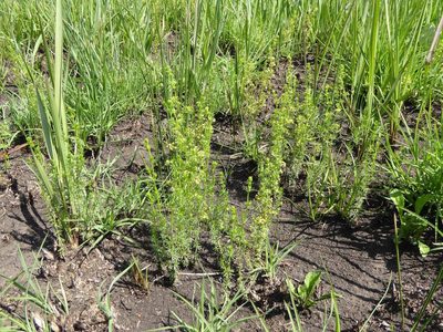 Galium capense, photographed by Andrew Hankey