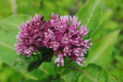Asclepias purpurascens, photographed by Zihao Wang