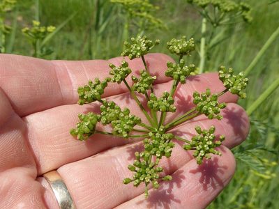 Conium chaerophylloides, photographed by Andrew Hankey