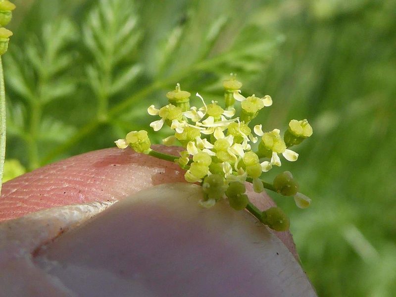 Conium chaerophylloides, photographed by Andrew Hankey