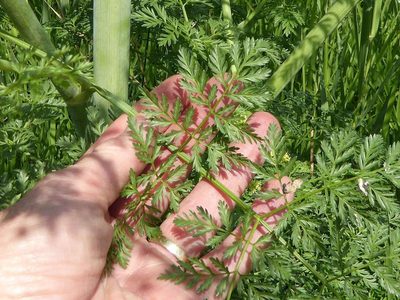 Conium chaerophylloides, photographed by Andrew Hankey