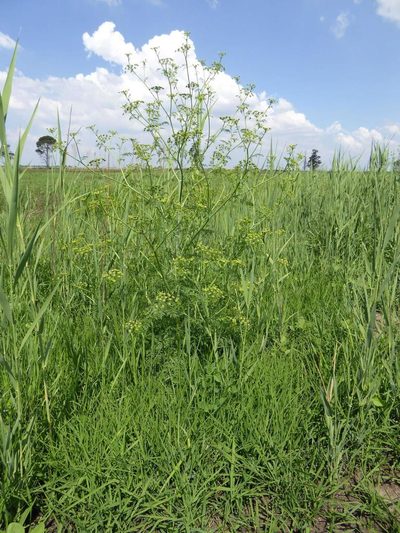 Conium chaerophylloides, photographed by Andrew Hankey