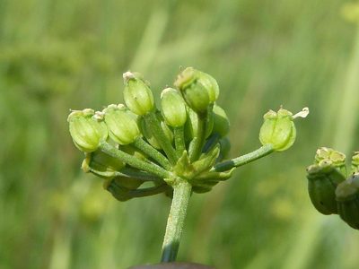 Conium chaerophylloides, photographed by Andrew Hankey