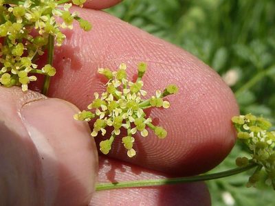 Conium chaerophylloides, photographed by Andrew Hankey
