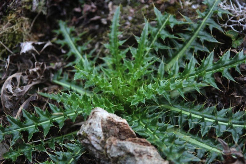 Cirsium arisanense, photographed by Hazel Chang