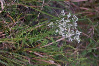 Eupatorium hyssopifolium, photographed by Bonnie Semmling