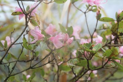 Rhododendron rubropilosum, photographed by Hazel Chang