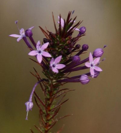 Merciera eckloniana, photographed by Tony Rebelo