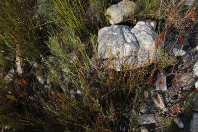 Merciera eckloniana, photographed by Tony Rebelo
