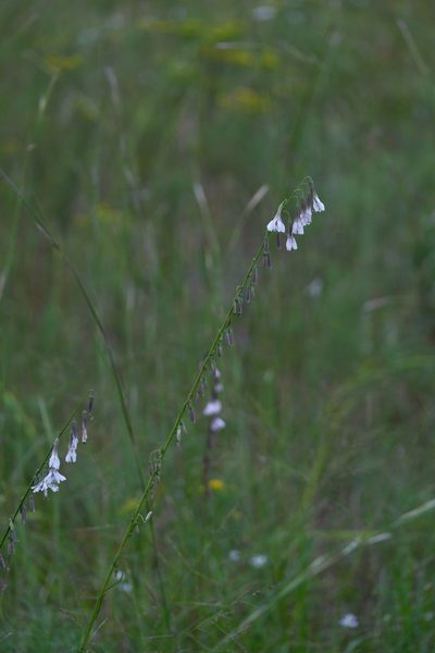 Nabalus autumnalis, photographed by Bonnie Semmling