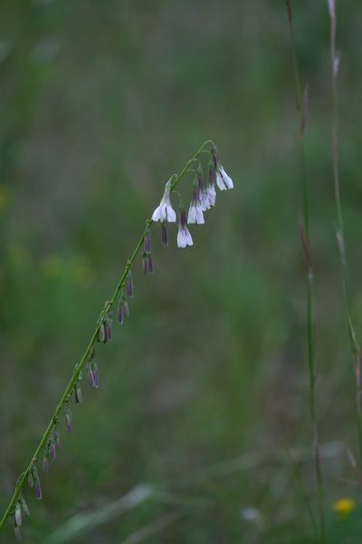 Nabalus autumnalis, photographed by Bonnie Semmling