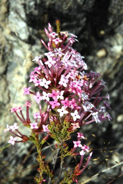 Erica infundibuliformis, photographed by Tony Rebelo