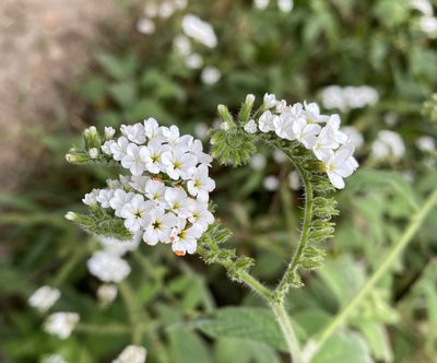 Heliotropium rufipilum, photographed by tlaloc27