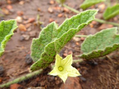 Cucumis hirsutus, photographed by Andrew Hankey