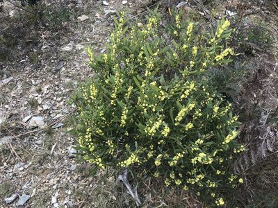 Acacia stricta, photographed by Miguel de Salas