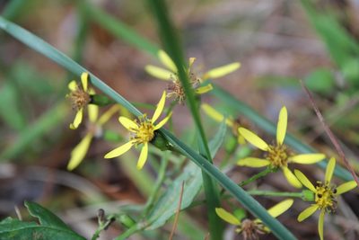 Senecio scandens, photographed by Hazel Chang