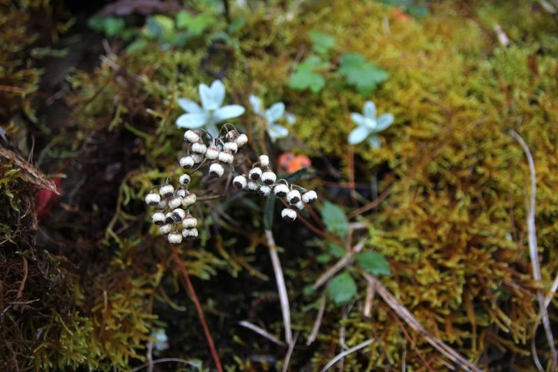 Anaphalis nepalensis, photographed by Hazel Chang