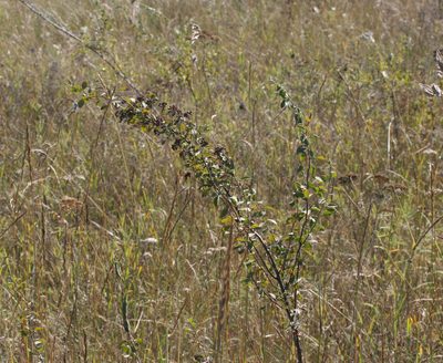 Spiraea crenata, photographed by Oleg Kosterin