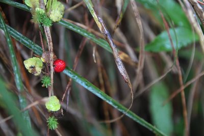 Hemiphragma heterophyllum, photographed by Hazel Chang