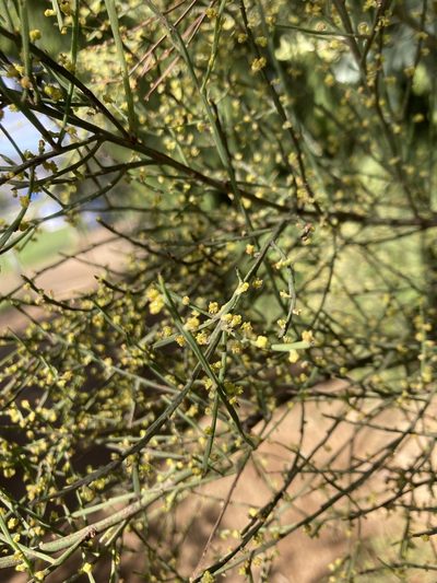 Exocarpos strictus, photographed by krumpianking