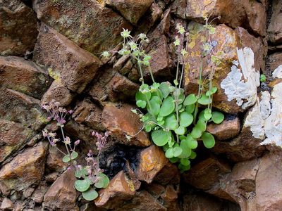 Crassula nemorosa, photographed by Di Turner