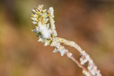 Froelichia gracilis, photographed by Jay Pruett