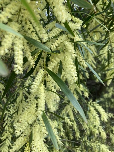 Acacia floribunda, photographed by krumpianking