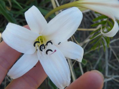 Crinum lugardiae, photographed by Antoinette Eyssell Knox