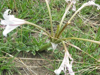 Crinum lugardiae, photographed by Antoinette Eyssell Knox
