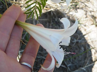 Crinum lugardiae, photographed by Antoinette Eyssell Knox