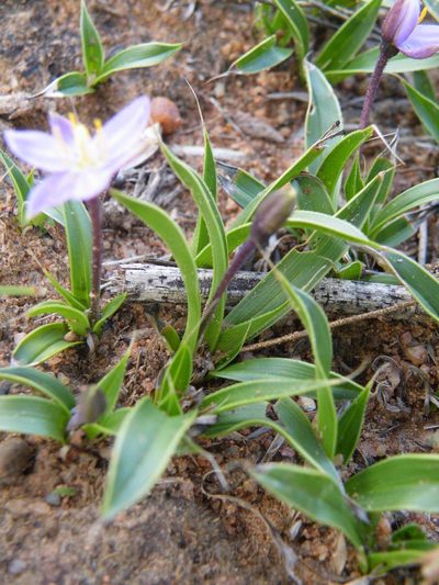 Xerophyta humilis, photographed by Antoinette Eyssell Knox