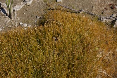 Eleocharis acicularis, photographed by Oleg Kosterin