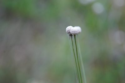 Eriocaulon decangulare, photographed by carbenoid