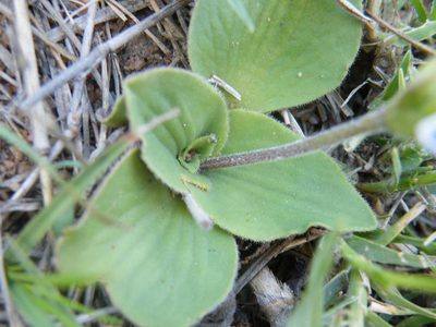 Craterostigma plantagineum, photographed by Antoinette Eyssell Knox