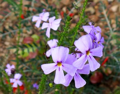 Jamesbrittenia tortuosa, photographed by Di Turner