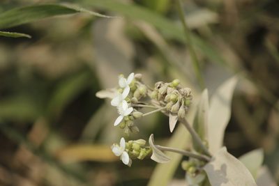 Tripogandra serrulata, photographed by Ruth Gutiérrez Oliveros