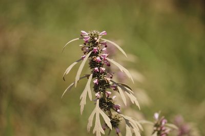 Leonurus japonicus, photographed by Ruth Gutiérrez Oliveros